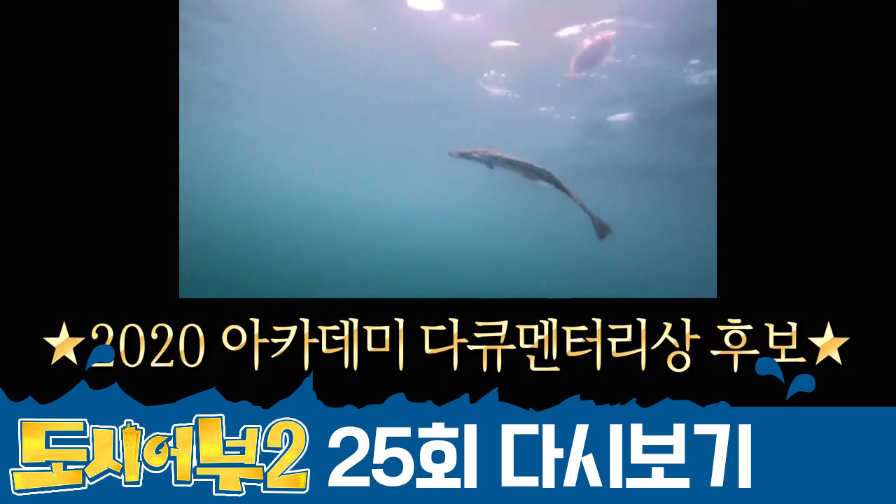 ↖아카데미상 후보감↗ 참돔 잡아먹기 위해 광어가 물 위로 올라왔다?!