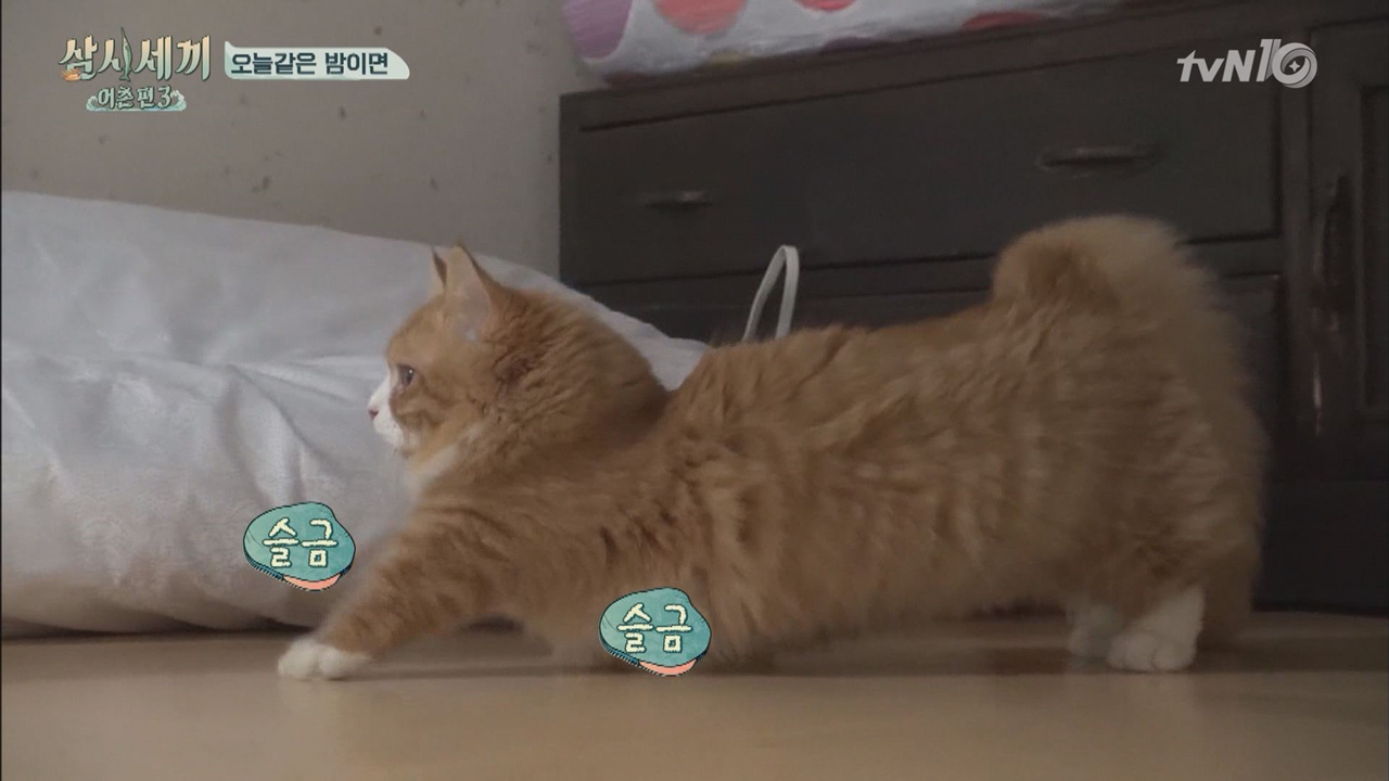 쿵몽쿵몽 숨바꼭질 '무궁화 꽃이 피었다쿵!'