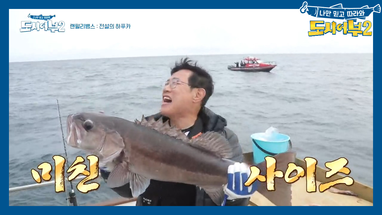 ※용족이 또 해내 버렸다아~※ 82cm 하푸카 HIT! 보라의 상어에 기...