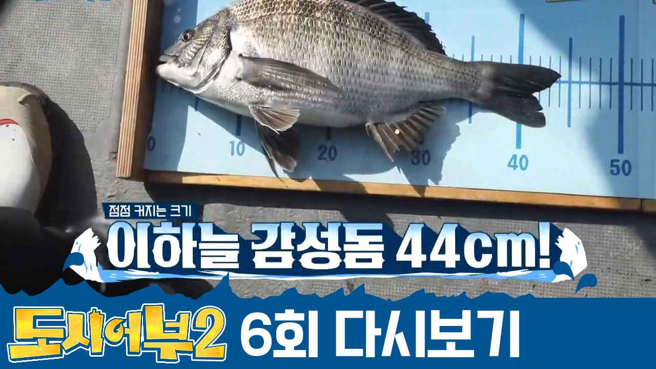 지난주의 굴욕(=0마리) 제대로 만회했다＠ㅁ＠?! 4연속 감성돔 HIT친...