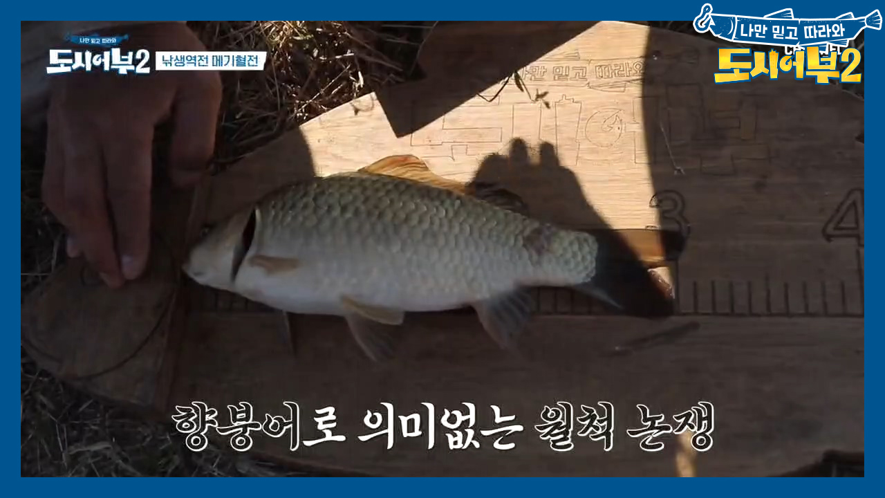 그럴리가 없는데ㅠㅅㅠ 태곤의 토종 붕어 논쟁! 결국 '향붕어...