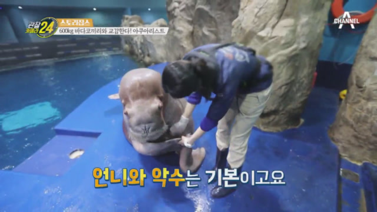 하나 둘 셋! 발사! 600kg 바다코끼리와 교감하는 아쿠아리스트