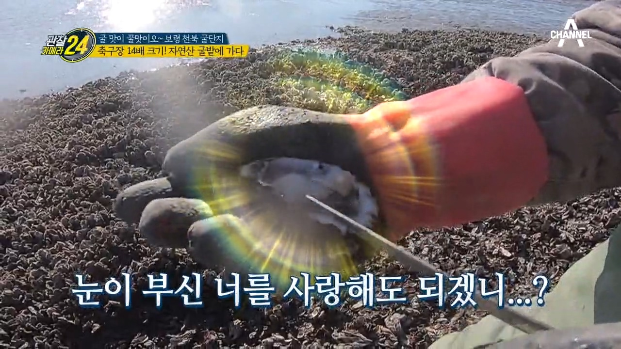 ♨축구장 14배 크기♨ 주워 담으면 땡?! 무한리필 자연산 굴 창고!