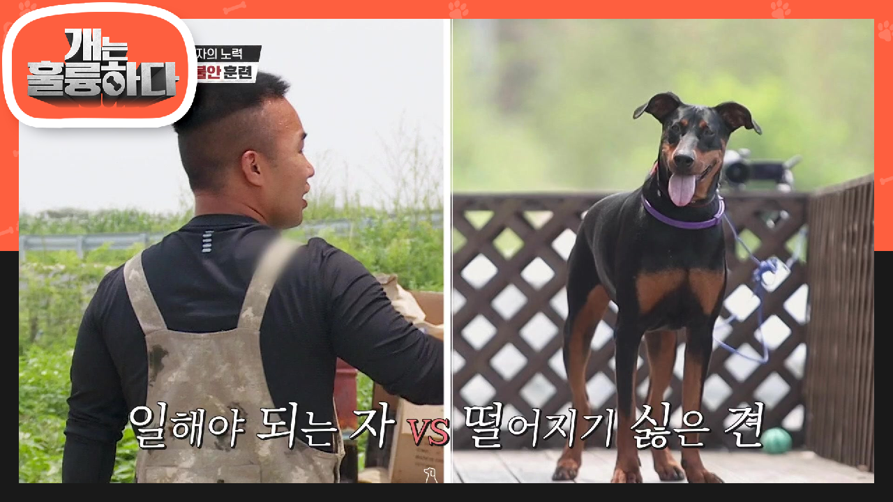 잠시만 떨어져도 난리나는 비앙카! 분리불안 해결을 위한 보호자의 다양한 노력들☆ | KBS 210705 방송