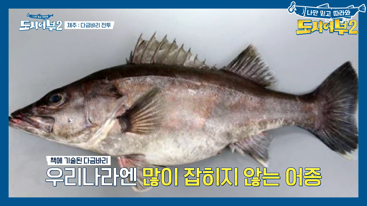 ＊다금바리에 대한 모든 것* 우리나라에선 잘 잡히지 않는 다금바리가 따로...
