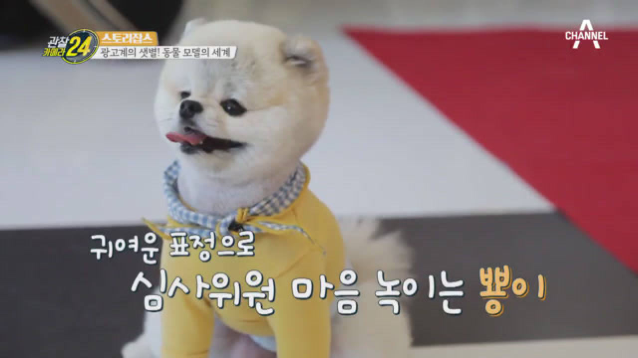 !귀여움 과다 경보! 여기가 스타견(犬) 배출한다는 동물 모델 오디션 현장인가요?!