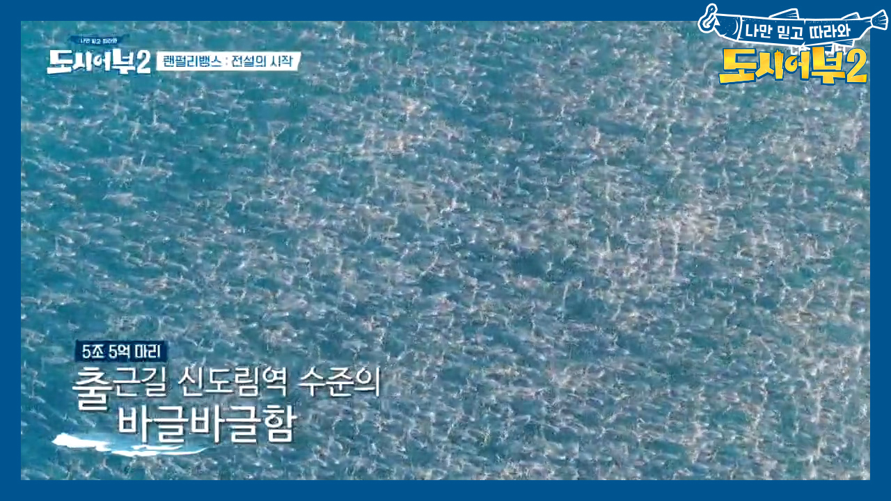 (휘둥그레⊙ㅁ⊙) 킹피쉬를 잡기 위한 준비! 미끼가 될 거대 고기떼 등장...