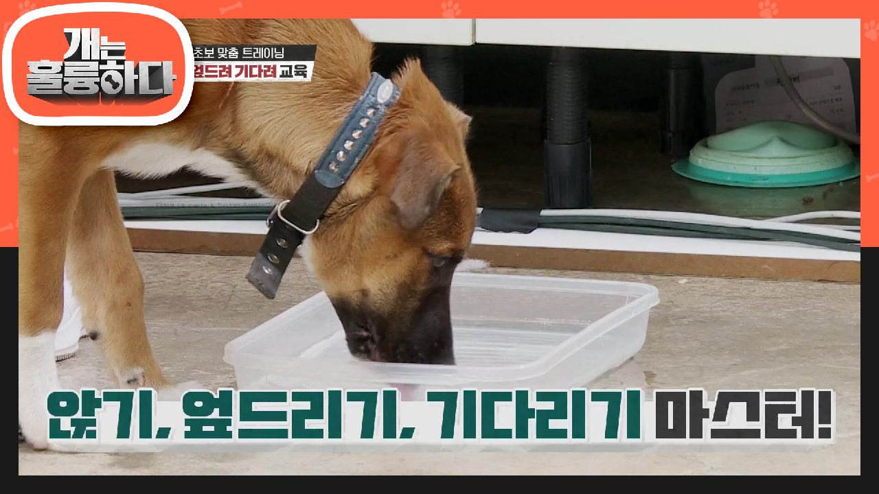 개초보 맞충 트레이닝! 제3장! 규칙 만들기! (앉아,엎드려 기다려) | KBS 210712 방송