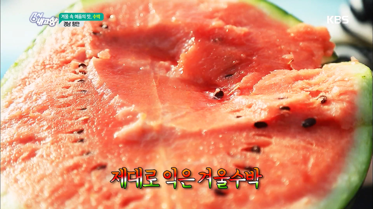 겨울 속 여름의 맛, 수박! - 경남 함안 - kakaoTV 겨울 속 여름의 맛, 수박! - 경남 함안