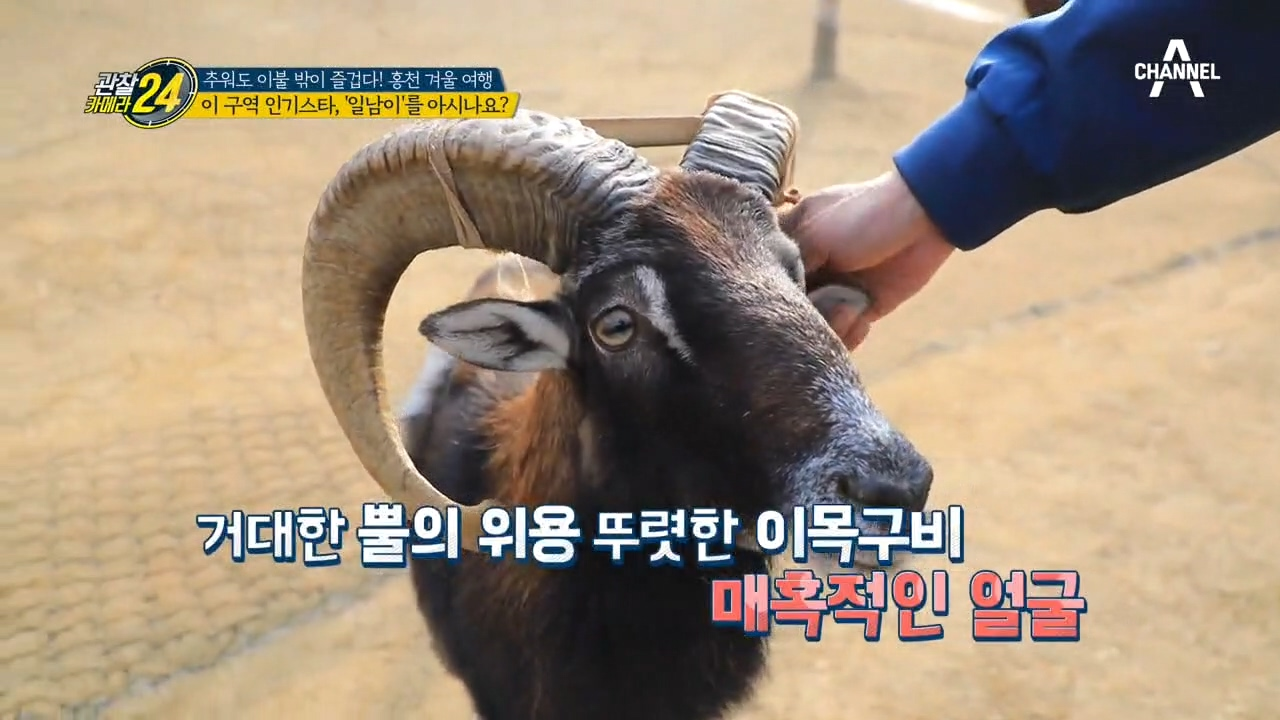 '무플론'을 아시나요?!⊙_⊙ 양떼 목장 얼굴 간판(?) ...