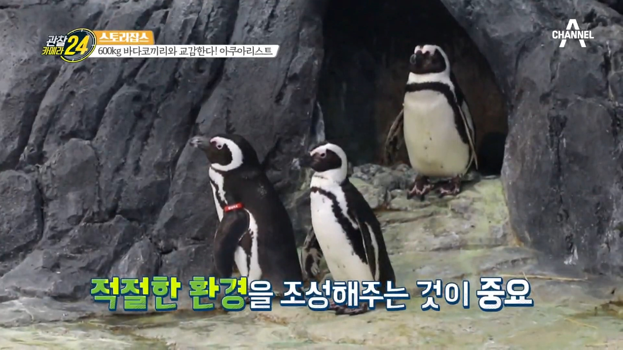 동물들의 건강 상태에 따른 맞춤 먹이♥ 정성 듬뿍 사랑 가득 아쿠아리움