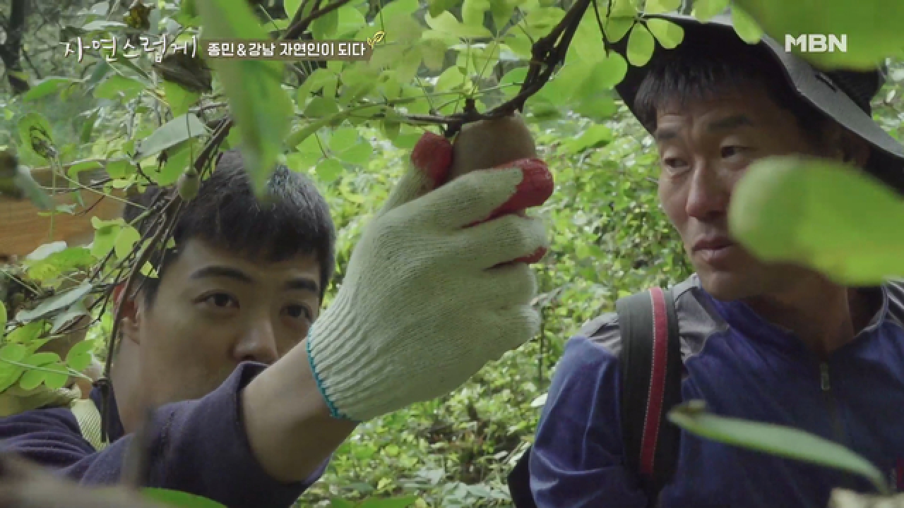 심마니 유망주 종민 X 정글 출신 강남의 약초 캐기 실력은?