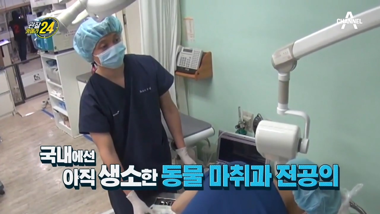 ＊수술시작＊ 수술실의 꽃! 마취 담당 수의사를 아십니까?