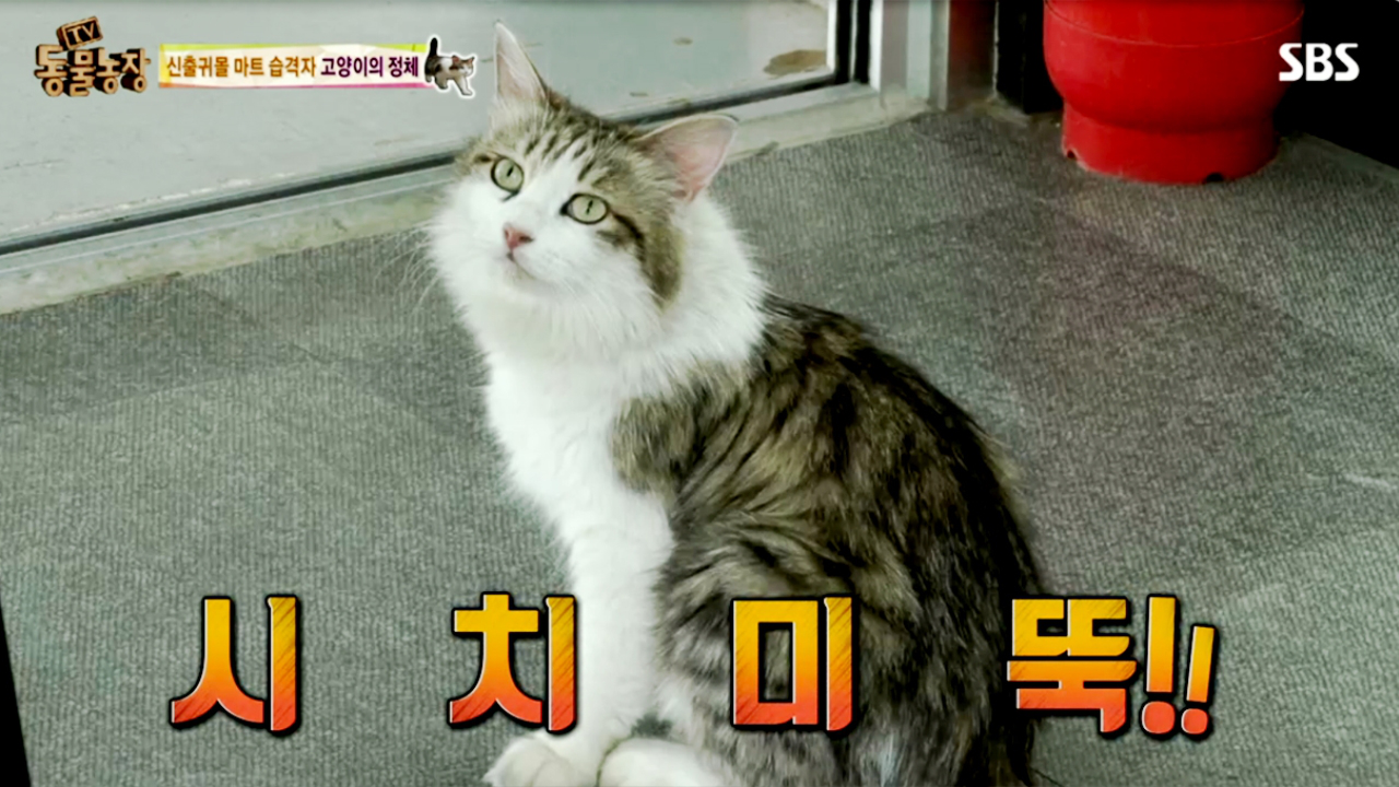  마트 습격자 냥이의 두 얼굴