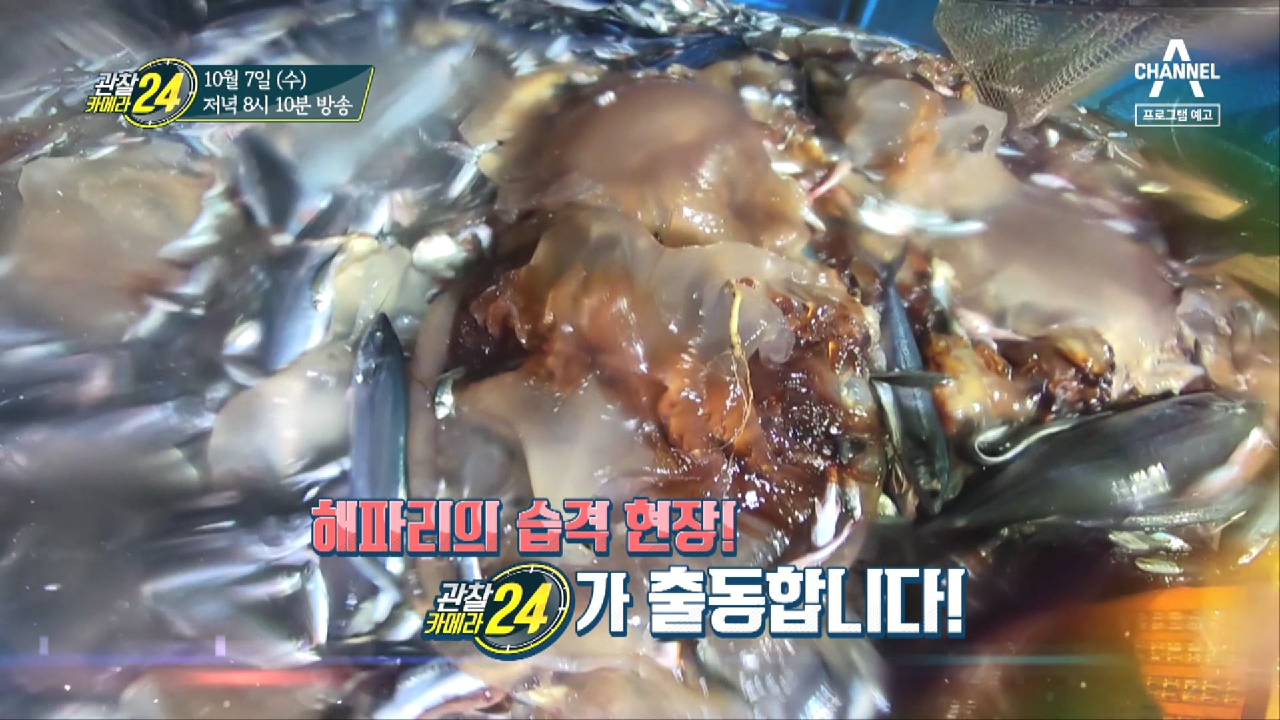 관찰 카메라 24 158회