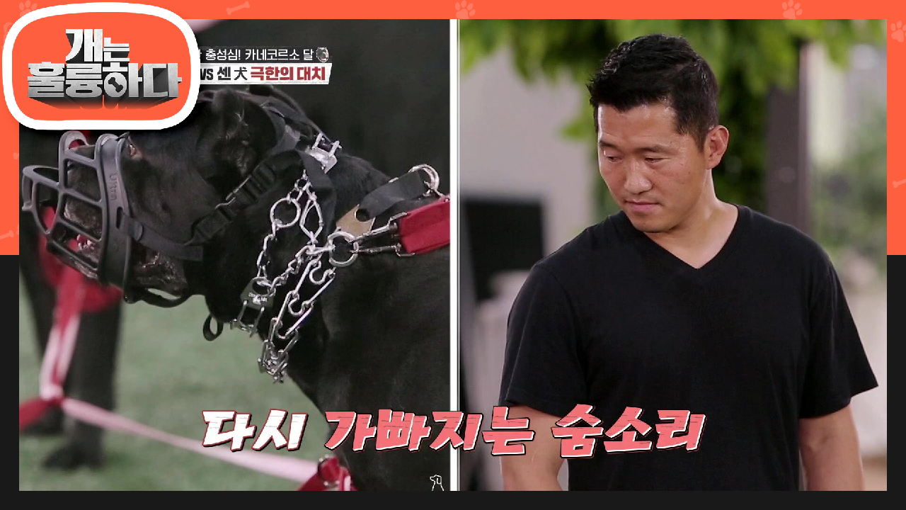 ※극한의 대치 상황※ 센㖈 VS 센犬의 대결! 위험하지 않은 선에서의 공격은 다 받는다?! | KBS 210621 방송