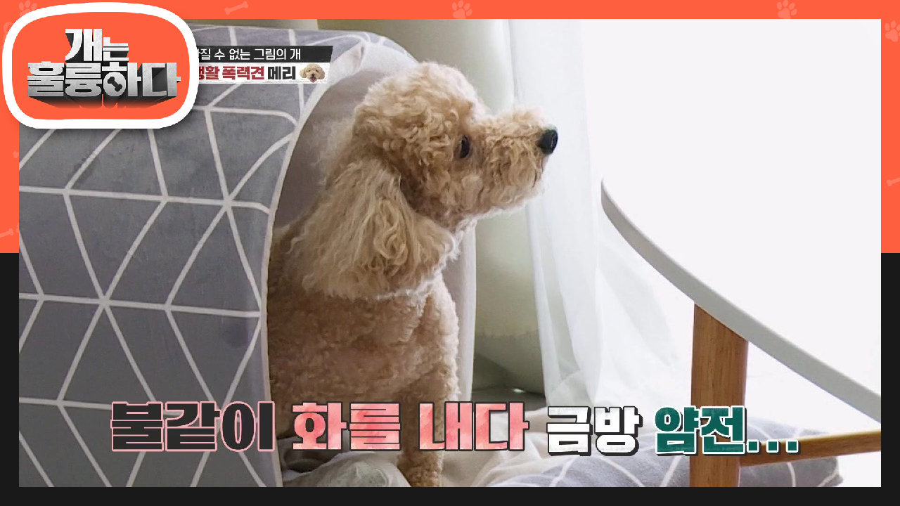 보호자 바라기 메리! 얌전하다가도 화내는 메리♨ 순식간에 변하는 메리의 기분! | KBS 210719 방송