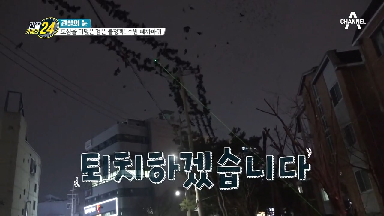 떼까마귀를 쫓아낼 비밀 병기?! ＂레이저 퇴치기＂의 가공할 성능!