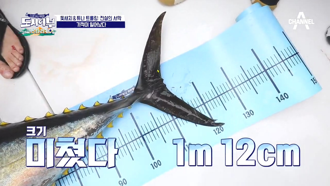 ★이 것은 레.전.드★ 25kg는 거뜬히 넘는 미터급 옐로우핀 튜나가... 전.드★ 25kg는 거뜬히 넘는 미터급 옐로우핀 튜나가 나타났다~