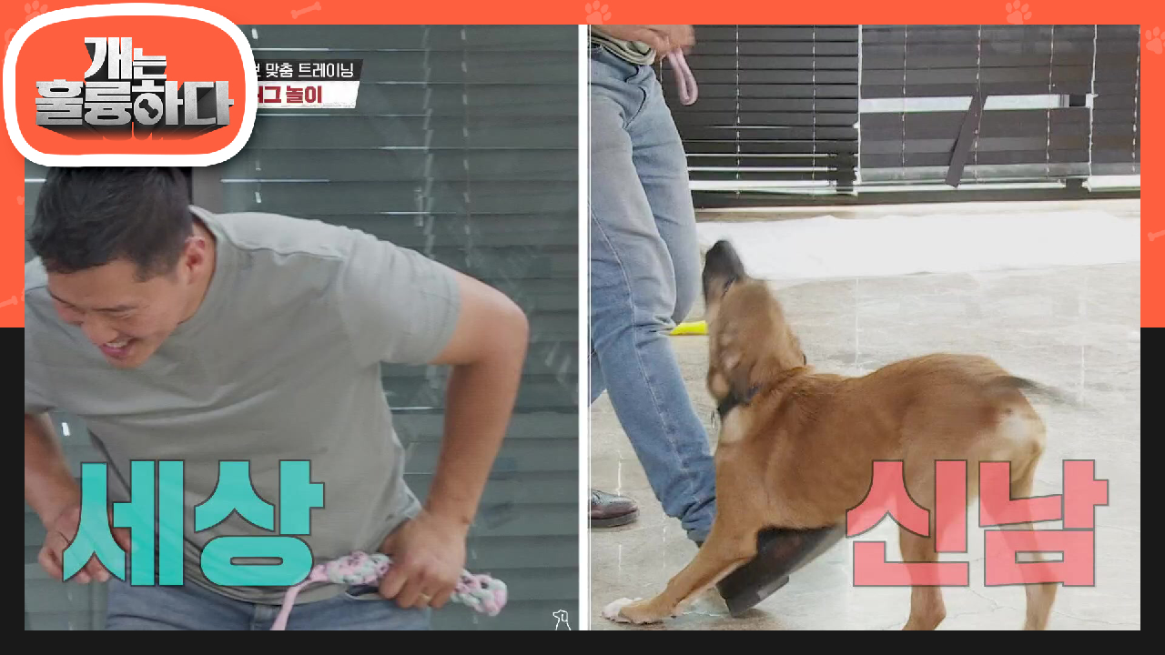 초보 보호자에겐 어려운 터그 놀이! 강훈련사가 쉽고 재밌게 하는 방법 Tip! | KBS 210712 방송