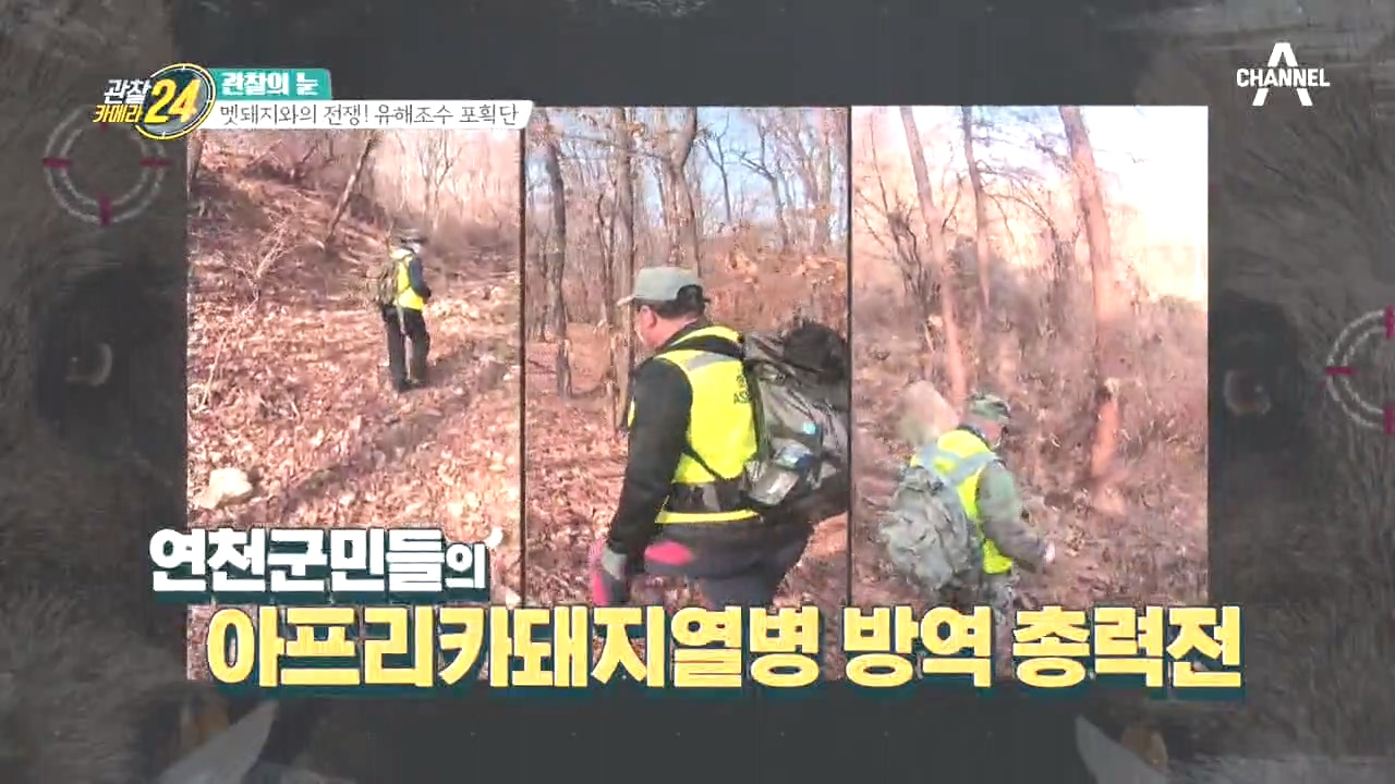 ※아프리카 돼지 열병 비상※ 전염병 확산을 막기 위한 최전선 사투!