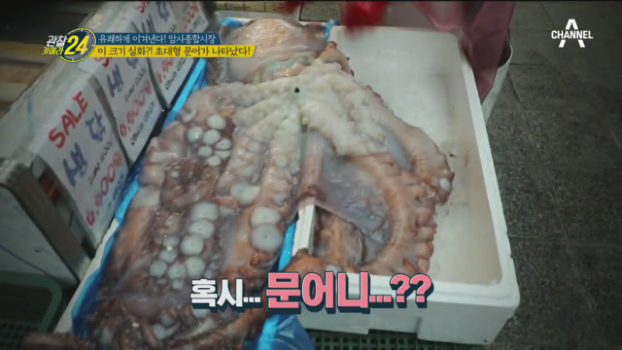 Real....이 크기 실화?! 42.7kg ~암사시장에 초대형 문어가 나타났다!?