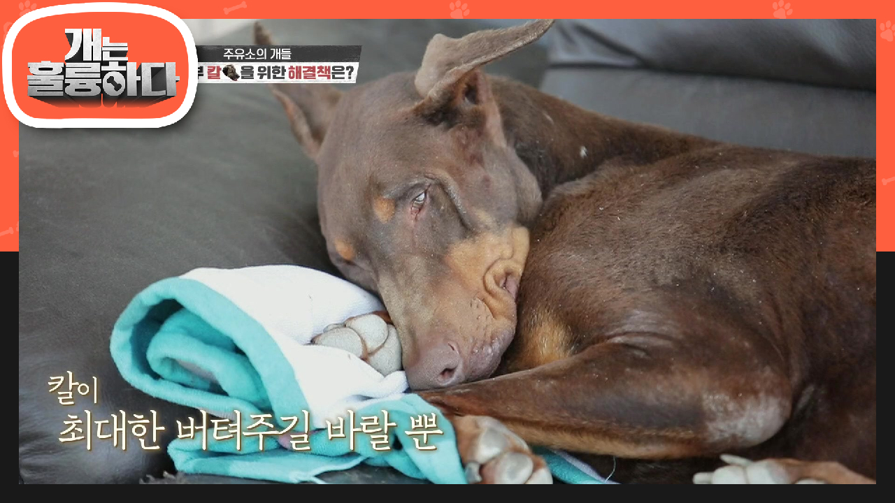 지금 필요한 것은 적극적인 치료! 얼마 남지 않은 삶을 살고 있는 칼을 위한 해결책☆ | KBS 210510 방송