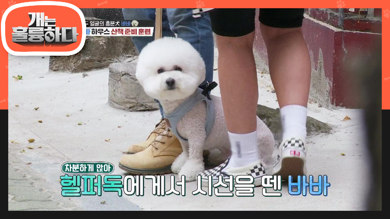 칭찬은 자장가처럼~! 지금 바바에게 중요한 마음대로 움직이지 않는 것! | KBS 210607 방송