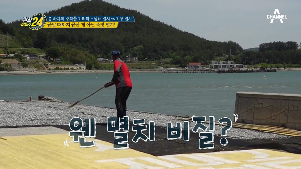 잡어 걸러주고~ 멸치 비질해주고~ 멸치 어민들의 애지중지 건조 과정!