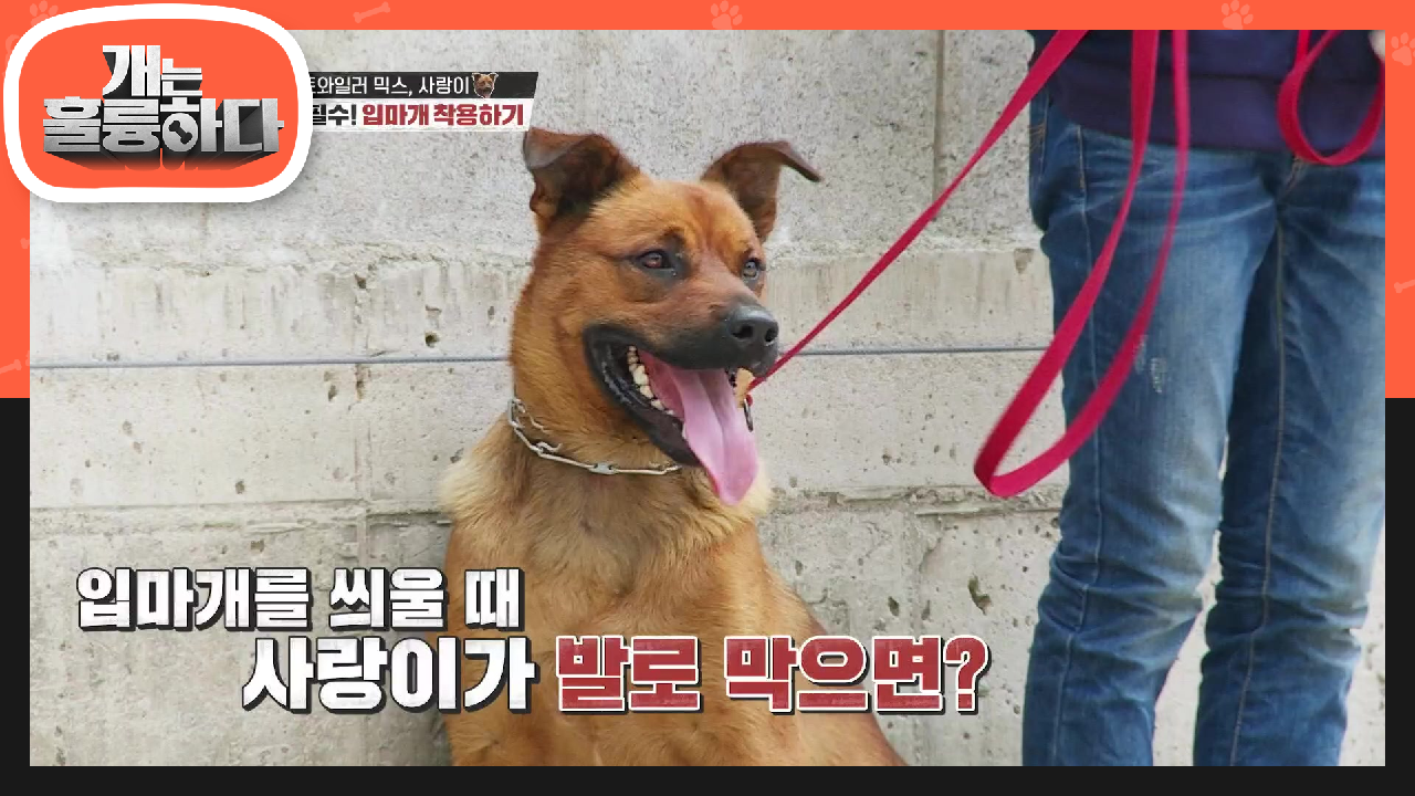 맹견에겐 필수인 입마개 훈련☆ 양보할 수 없는 힘의 대결, 지금 필요한 건 단호함! | KBS 210802 방송