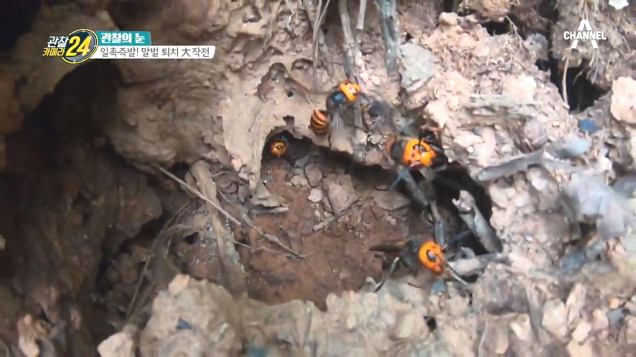 이게 진짜 장수말벌! 크기부터 위엄 넘치는 말벌계의 최강자