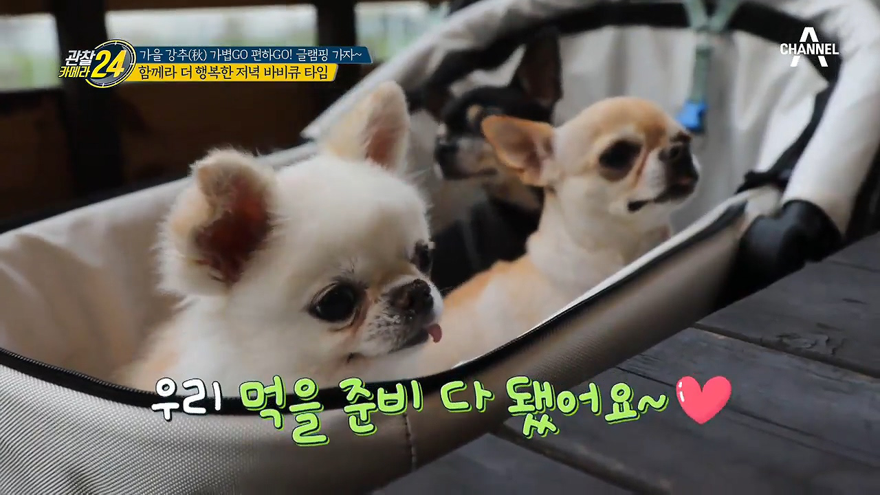 같이하면 맛이 두배! 반려견과 함께하는 바비큐 타임!♥