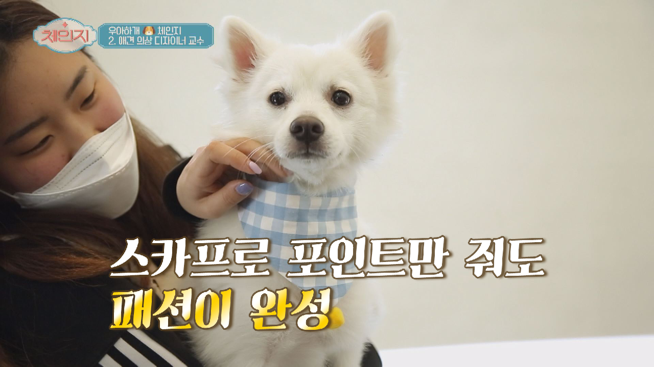 ★패션의 완성★ 초간단 반려동물 스카프 만들기!
