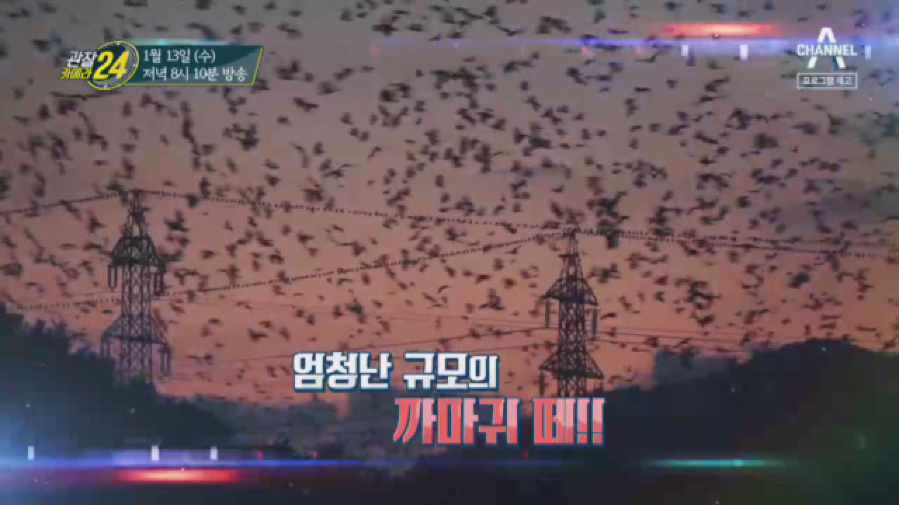 관찰 카메라 24 172회