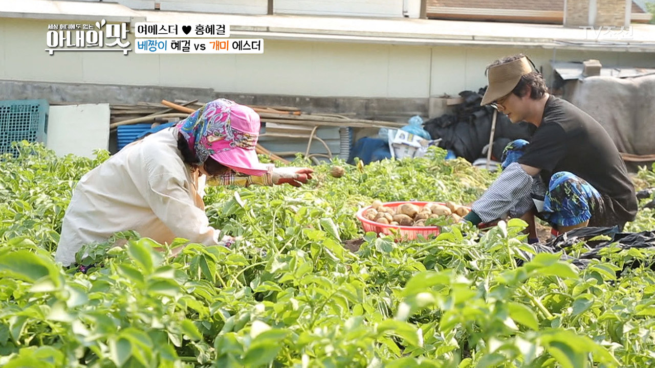 감자 캘 때 노룩패스는 기본?! 에스더의 새로운 재능~