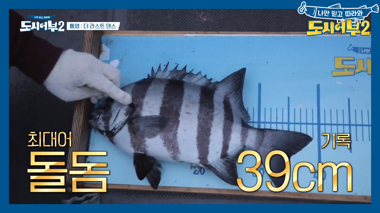 횟감 1티어 씨알급 자연산 돌돔 등장♥ 벵에돔이 아니어도 좋아♬♩