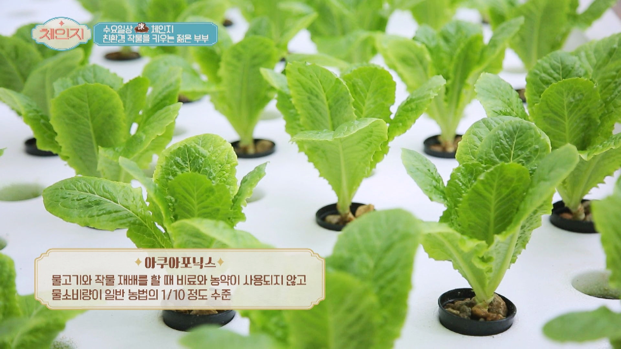 양식장 물로 식물을 재배하는 친환경 농법 &#39;아쿠아포닉스&#39;?