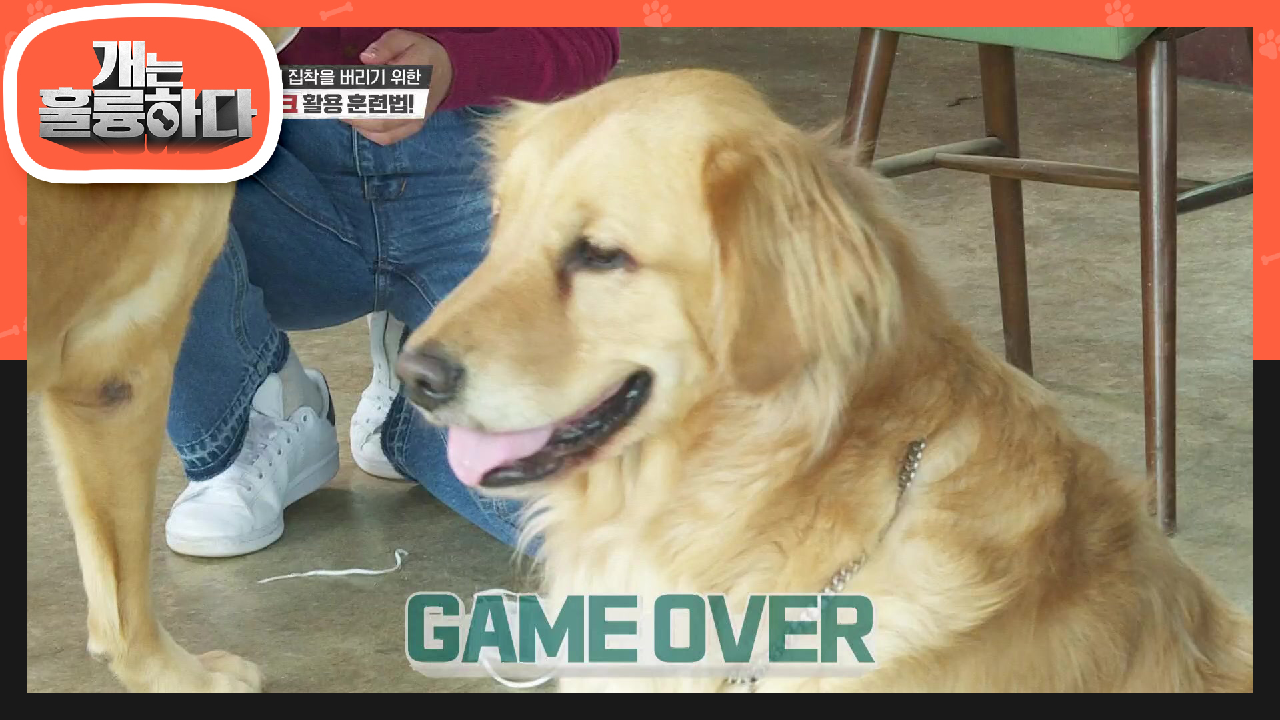 이게 된다고? 좋아하는 행동을 반복시켜 마스크의 흥미를 잃게하는 훈련! | KBS 210517 방송