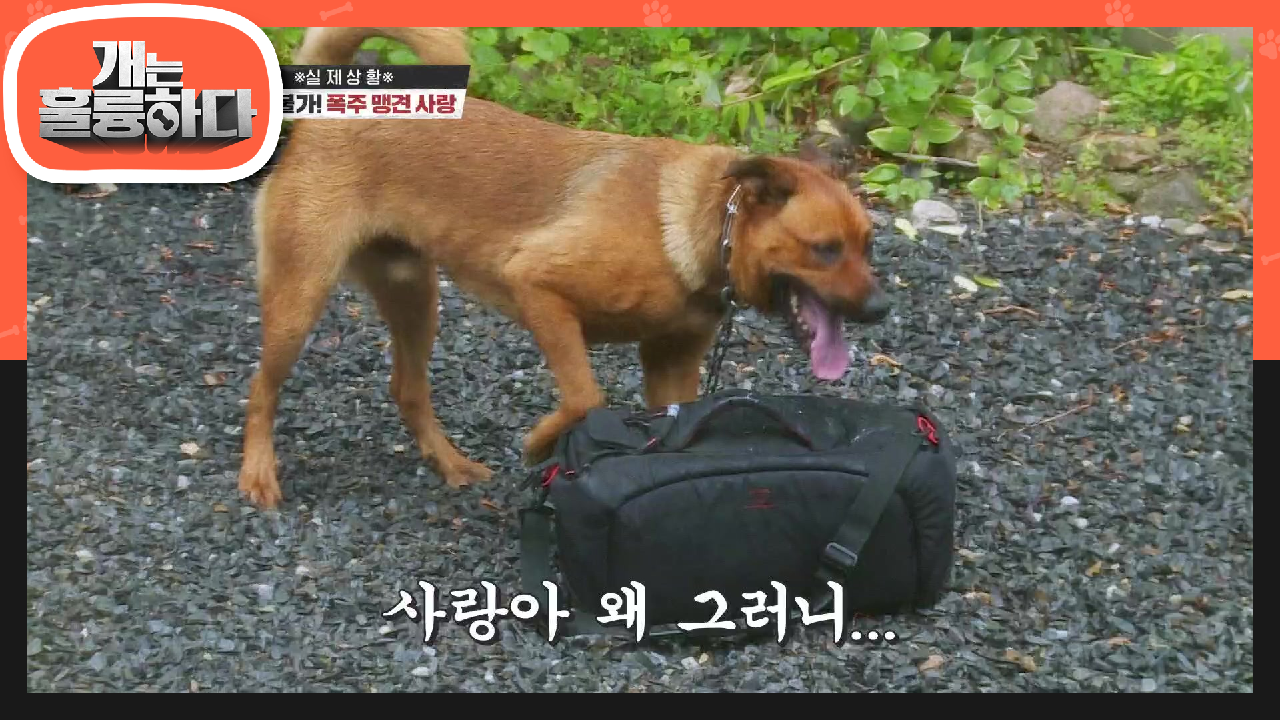 사랑이를 위해 만든 돌놀이☆ 재밌게 놀다가도 갑자기 폭주하는 사랑이가 무서운 보호자들 | KBS 210802 방송