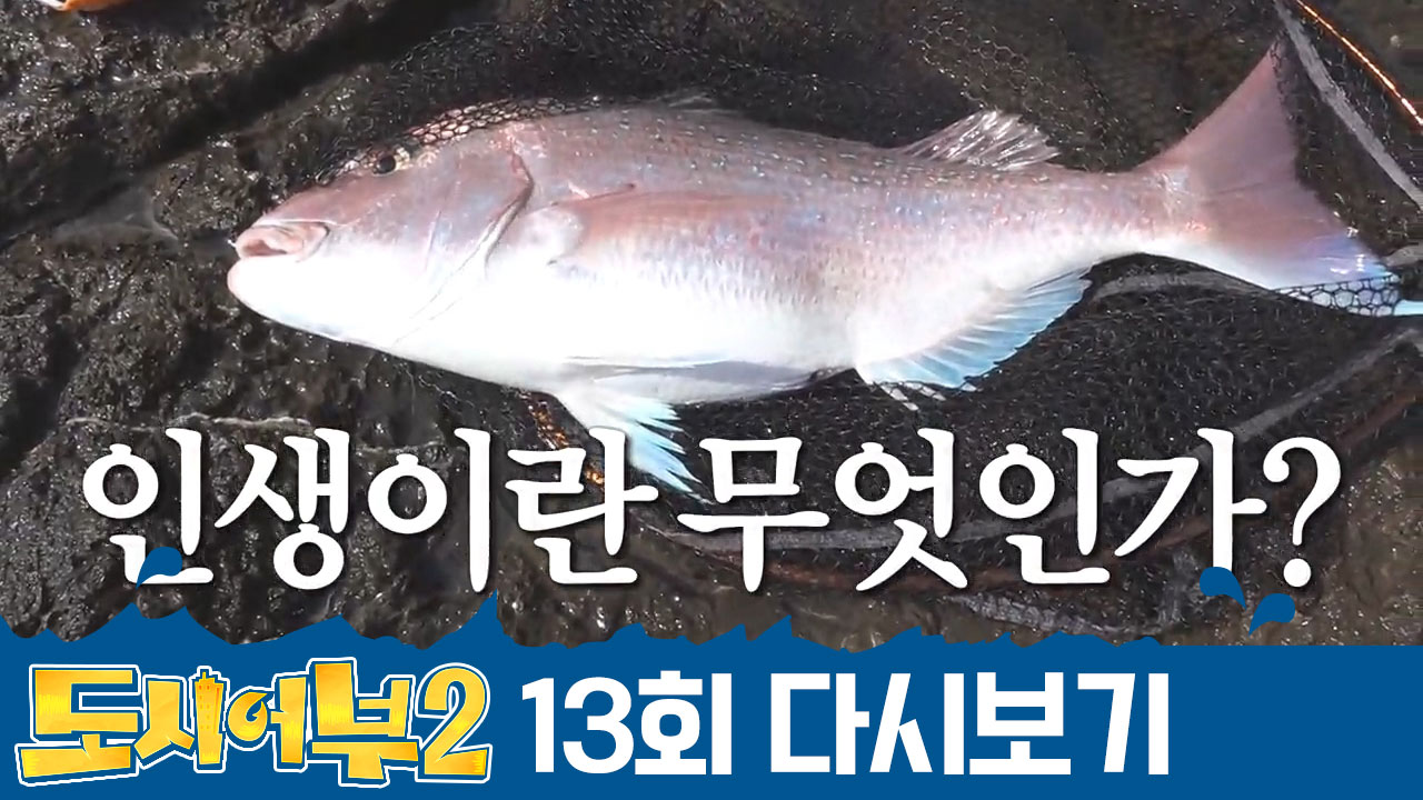 (감동) 뉴질랜드에서 어복 폭발한 경규↗↗ 박 프로와 매트 제치고 7짜 참돔 ★HIT★