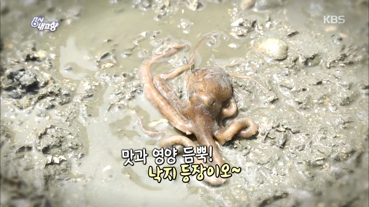 바다의 영양 가득! 갯벌의 인삼 낙지를 잡으러 - 충남, 태안 - kakaoTV 바다의 영양 가득! 갯벌의 인삼 낙지를 잡으러 - 충남, 태안