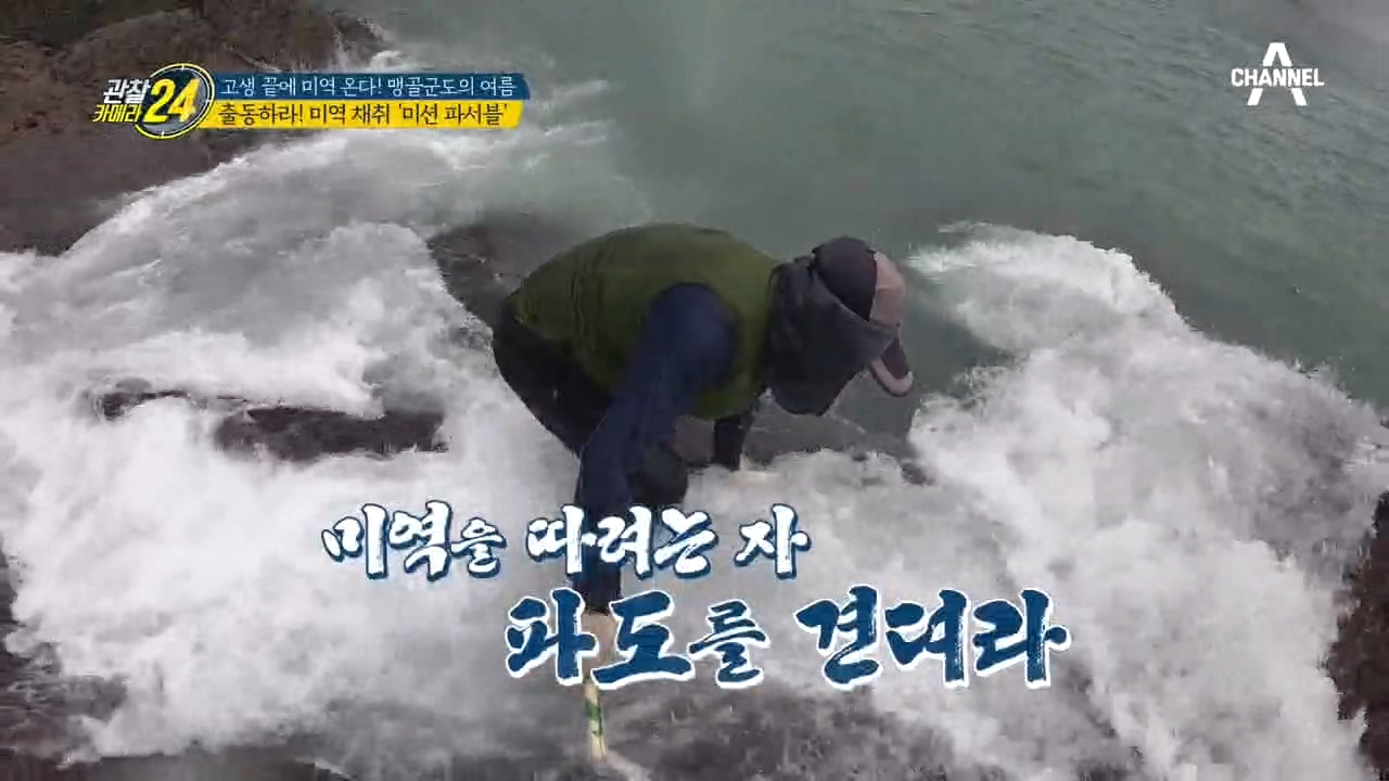 출동하라! 돌미역 채취 '미션 파서블'