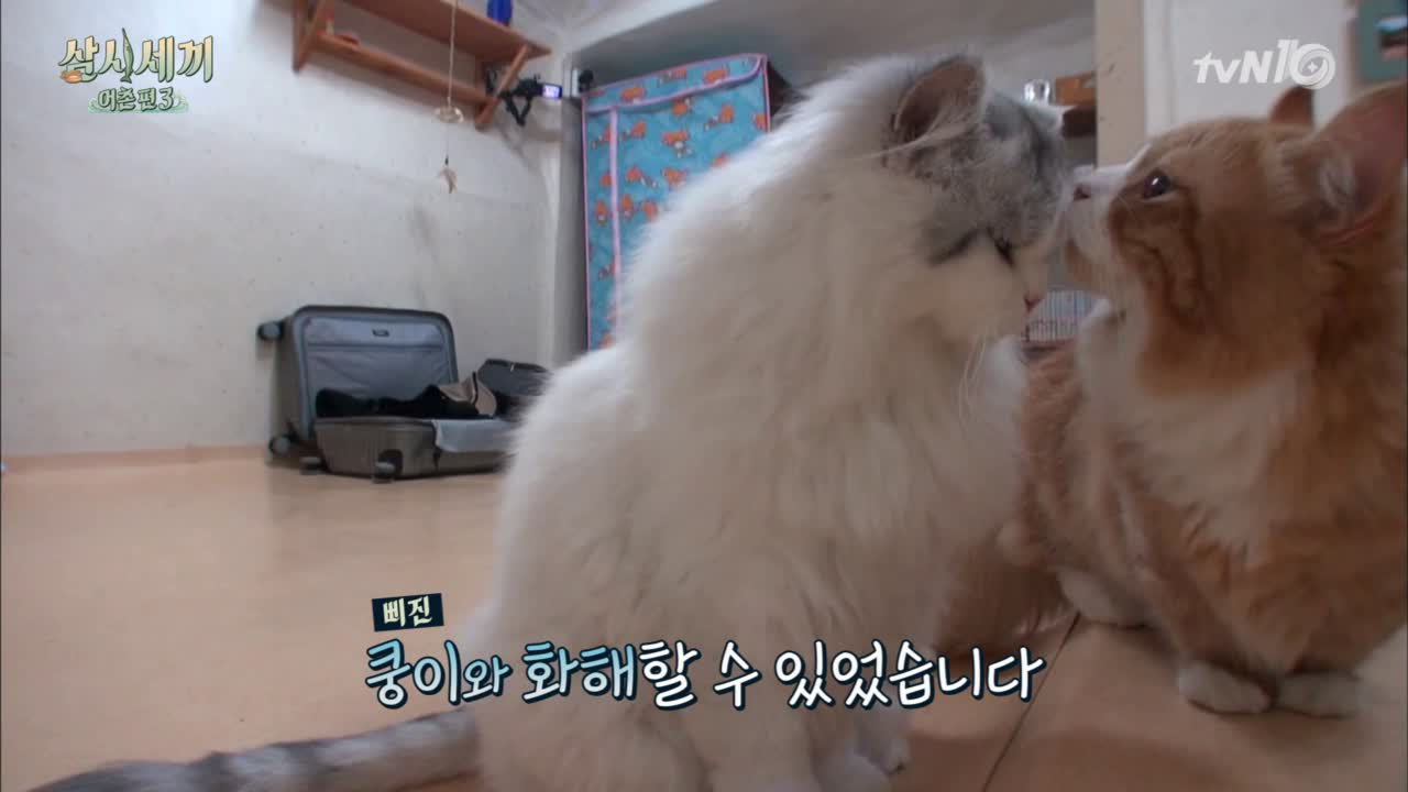 삐진 쿵이를 위한 몽이의 특급애교!