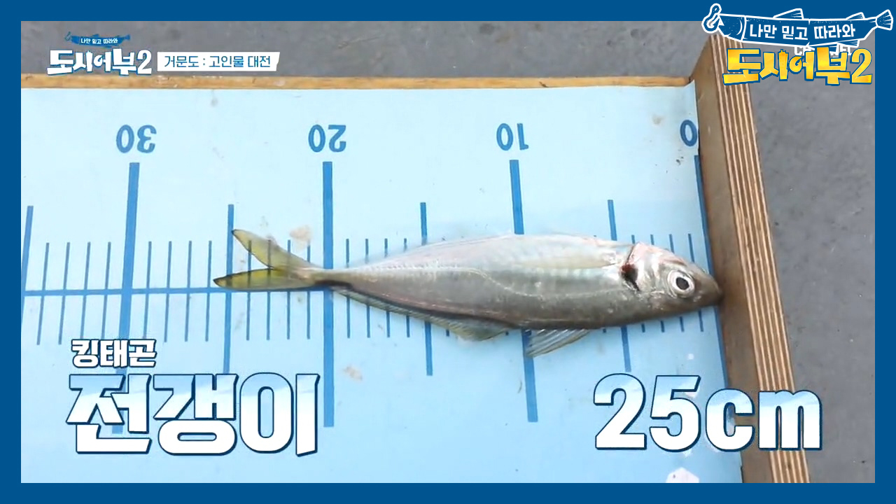 *킹태곤*의 여유있는 릴링~b 전혀 예상하지 못한 첫 수는 전갱이...?ㅋㅋ(깜-찍쓰)