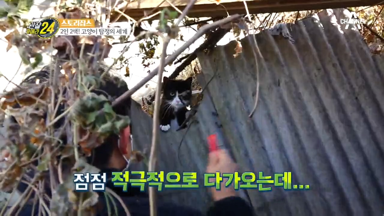 집 나간 고양이, 골든 타임은 48시간! 사라진 고양이를 찾아라!