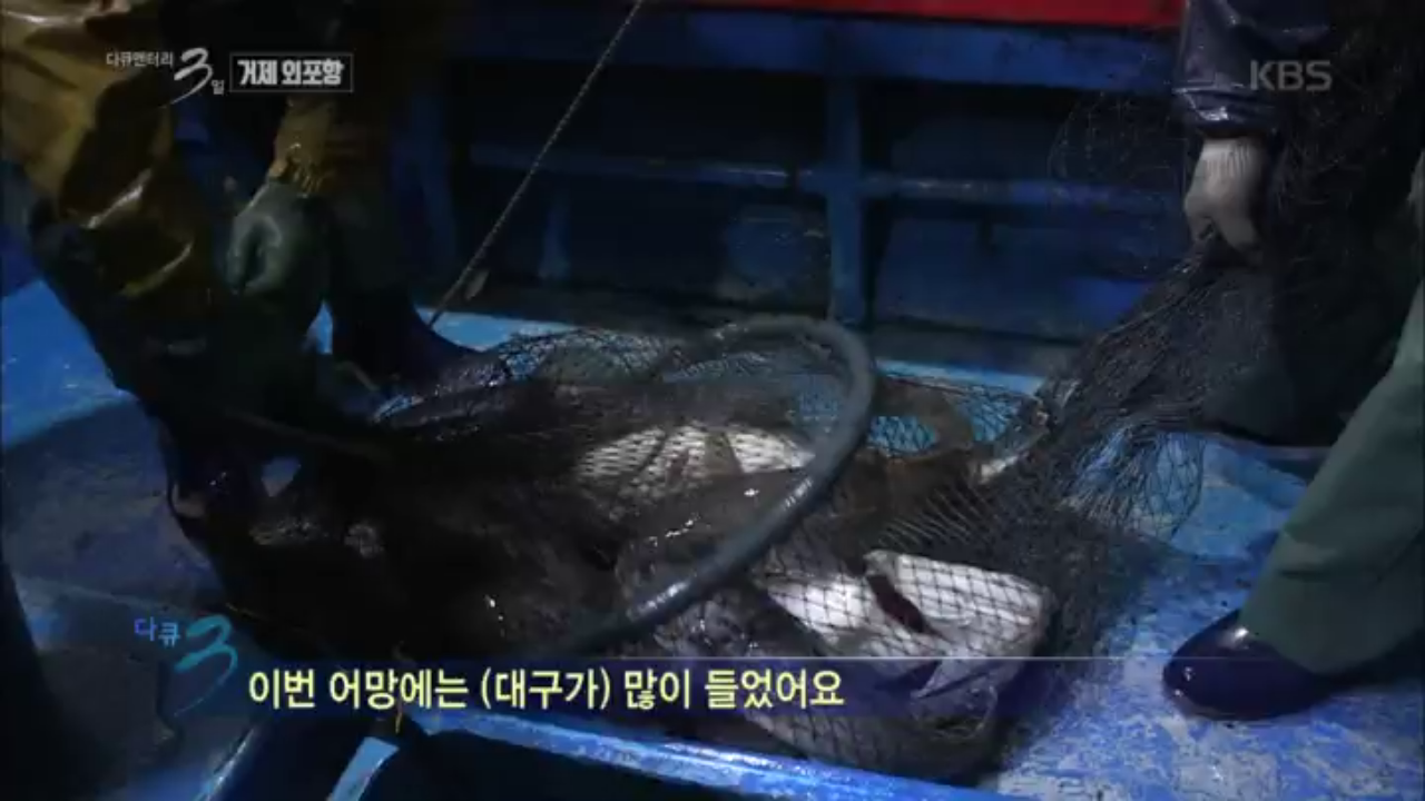 어망에 가득한 대구