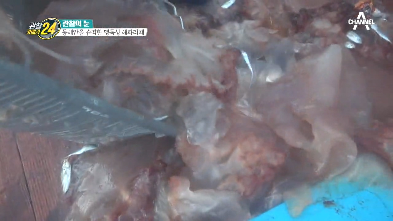 ＊재생 방지＊ 버릴 때도 잘라서 버려야 하는 해파리들