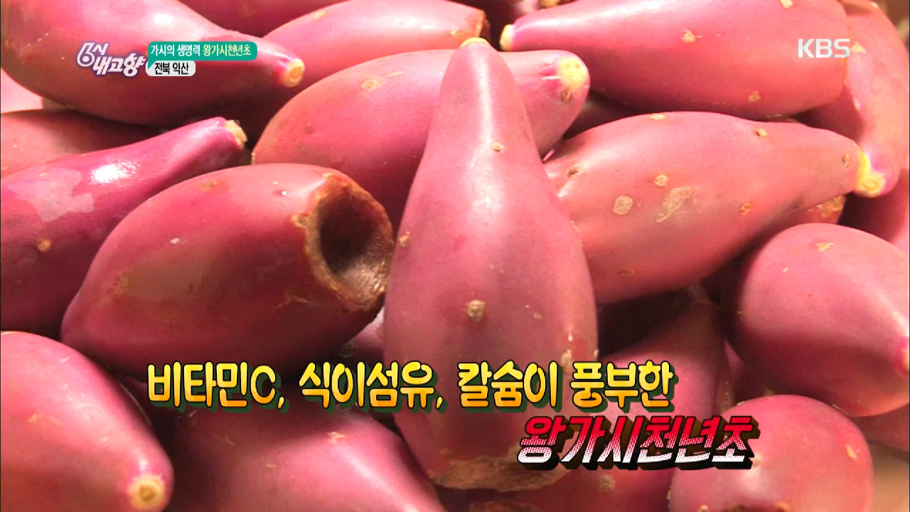 가시의 생명력, 왕가시천년초 - 전북 익산 - kakaoTV 가시의 생명력, 왕가시천년초 - 전북 익산