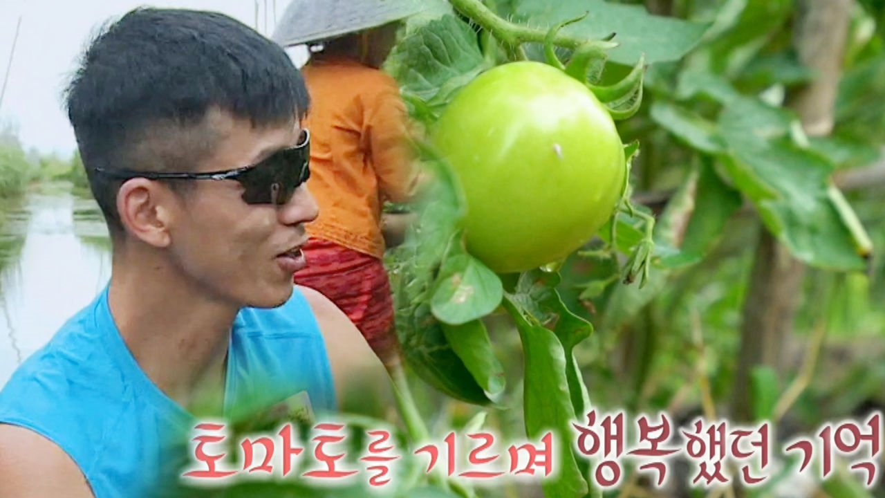 션, 쮼묘 토마토 앞 추억이 방울방울