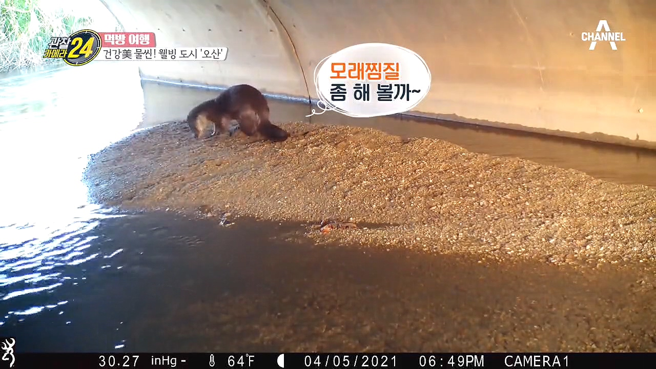 건강美 물씬! 웰빙 도시 '오산'에는 수달이 산다? 수달 찾아 삼만리♬